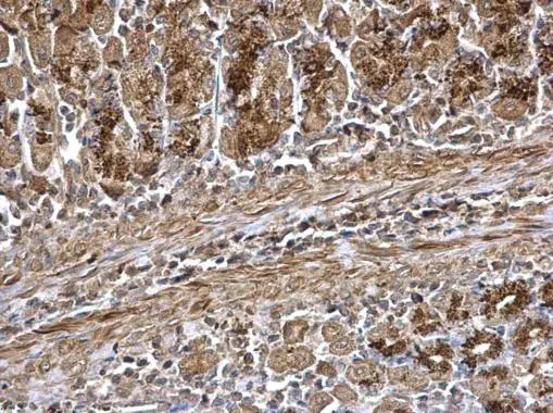 WNT7A antibody detects WNT7A protein at secreted on mouse stomach by immunohistochemical analysis. Sample: Paraffin-embedded mouse stomach. WNT7A antibody (GTX105680) dilution: 1:500. 
 Antigen Retrieval: Trilogy? (EDTA based, pH 8.0) buffer, 15min
