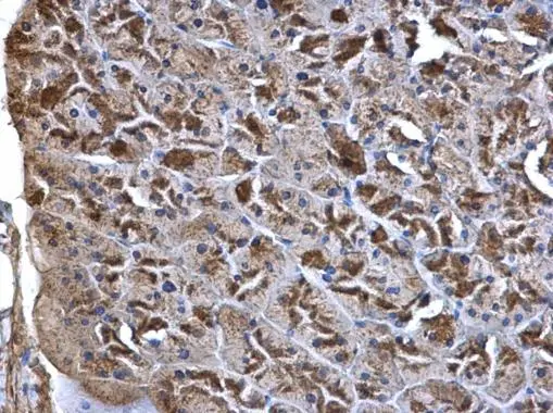 WNT7A antibody detects WNT7A protein at secreted on mouse pancreas by immunohistochemical analysis. Sample: Paraffin-embedded mouse pancreas. WNT7A antibody (GTX105680) dilution: 1:500. 
 Antigen Retrieval: Trilogy? (EDTA based, pH 8.0) buffer, 15min