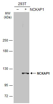 Non-transfected (�) and transfected (+) 293T whole cell extracts (30 ug) were separated by 5% SDS-PAGE,and the membrane was blotted with NCKAP1 antibody [C1C2],Internal (GTX105682) diluted at 1:5000.