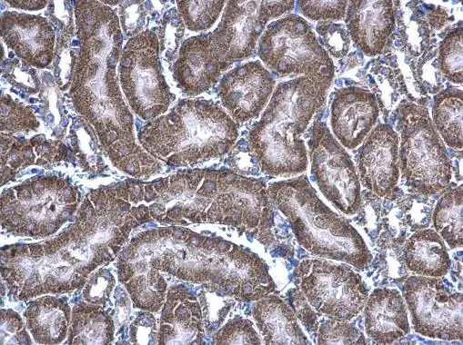 HAGH antibody [N2C3] detects HAGH protein at mitochondria on mouse kidney by immunohistochemical analysis. Sample: Paraffin-embedded mouse kidney. HAGH antibody [N2C3] (GTX105708) diluted at 1:500. 
 Antigen Retrieval: Trilogy? (EDTA based, pH 8.0) buffer, 15min