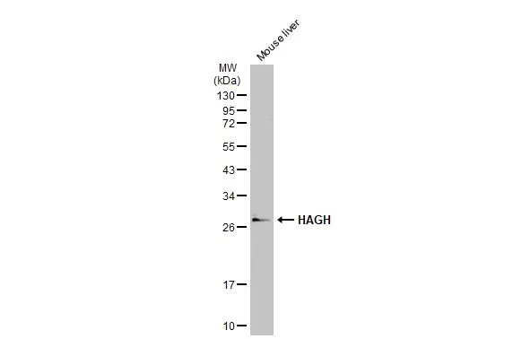 Mouse tissue extract (50 μg) was separated by 12% SDS-PAGE, and the membrane was blotted with HAGH antibody [N2C3] (GTX105708) diluted at 1:1000. The HRP-conjugated anti-rabbit IgG antibody (GTX213110-01) was used to detect the primary antibody.