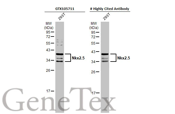 Whole cell extract (30 μg) was separated by 12% SDS-PAGE, and the membranes were blotted with Nkx2.5 antibody (GTX105711) diluted at 1:1000 and competitor's antibody diluted at 1:1000. The HRP-conjugated anti-rabbit IgG antibody (GTX213110-01) was used to detect the primary antibody, and the signal was developed with Trident ECL plus-Enhanced. *The competitor is not affiliated with GeneTex and does not endorse this product.