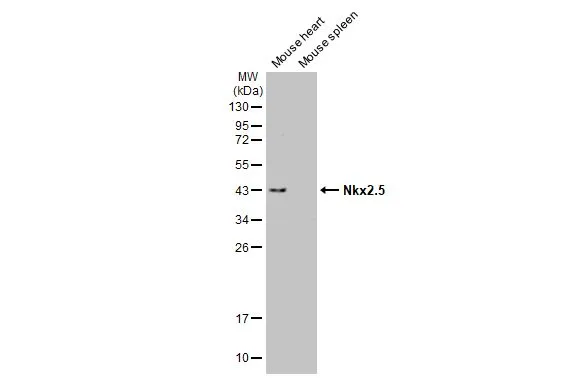 Various tissue extracts (50 μg) were separated by 12% SDS-PAGE, and the membrane was blotted with Nkx2.5 antibody (GTX105711) diluted at 1:1000. The HRP-conjugated anti-rabbit IgG antibody (GTX213110-01) was used to detect the primary antibody.