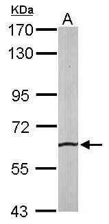 Sample (50 μg of whole cell lysate) A: mouse liver 7.5% SDS PAGE GTX105721 diluted at 1:1000 The HRP-conjugated anti-rabbit IgG antibody (GTX213110-01) was used to detect the primary antibody.