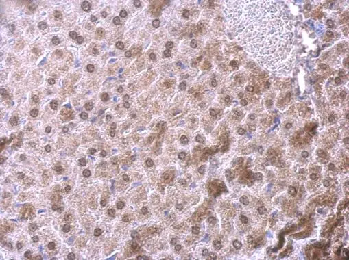 NFIB antibody [N1C2] detects NFIB protein at nucleus on mouse liver by immunohistochemical analysis. Sample: Paraffin-embedded mouse liver. NFIB antibody [N1C2] (GTX105749) dilution: 1:500.  Antigen Retrieval: Trilogy? (EDTA based,pH 8.0) buffer,15min