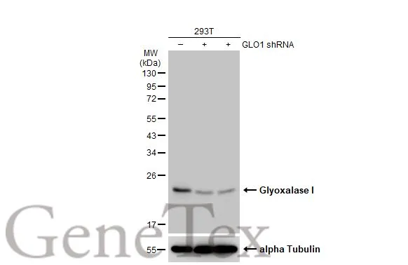 Non-transfected (–) and transfected (+) 293T whole cell extracts (30 μg) were separated by 12% SDS-PAGE, and the membrane was blotted with Glyoxalase I antibody [N1C3] (GTX105792) diluted at 1:1000. The HRP-conjugated anti-rabbit IgG antibody (GTX213110-01) was used to detect the primary antibody.