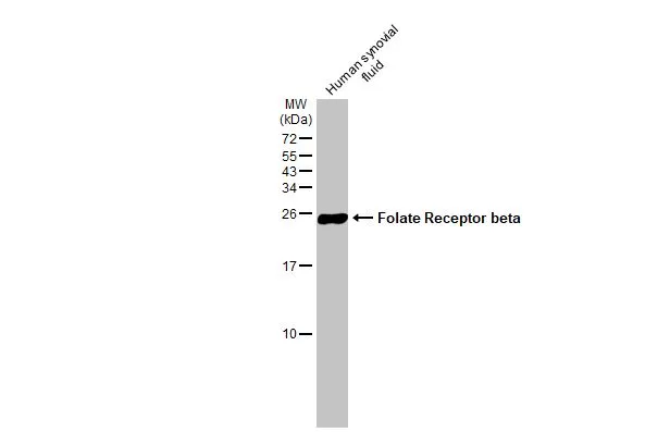 Folate Receptor beta antibody