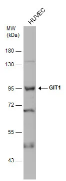 GIT1 antibody [N3C2], Internal