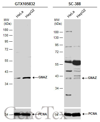 Various whole cell extracts (30 μg) were separated by 10% SDS-PAGE, and the membranes were blotted with GNAZ antibody [N2C3] (GTX105832) diluted at 1:500 and competitor's antibody (SC-388) diluted by 1:200.