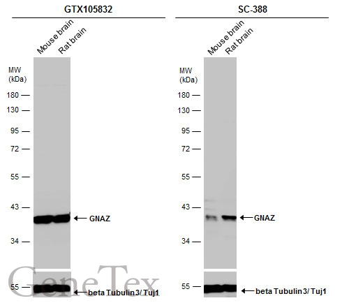 Various tissue extracts (50 μg) were separated by 10% SDS-PAGE, and the membranes were blotted with GNAZ antibody [N2C3] (GTX105832) diluted at 1:2000 and competitor's antibody (SC-388) diluted by 1:2000.