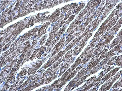 MDH2 antibody detects MDH2 protein at mitochondria on mouse heart by immunohistochemical analysis. Sample: Paraffin-embedded mouse heart. MDH2 antibody (GTX105870) diluted at 1:500. 
 Antigen Retrieval: Trilogy? (EDTA based, pH 8.0) buffer, 15min