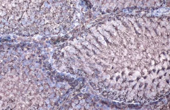 MDH2 antibody detects MDH2 protein at mitochondria by immunohistochemical analysis. Sample: Paraffin-embedded rat testis. MDH2 stained by MDH2 antibody (GTX105870) diluted at 1:1000. Antigen Retrieval: Tris-EDTA buffer, pH 9.0, 15 min