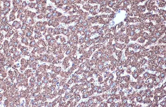 MDH2 antibody detects MDH2 protein at mitochondria by immunohistochemical analysis. Sample: Paraffin-embedded rat liver. MDH2 stained by MDH2 antibody (GTX105870) diluted at 1:1000. Antigen Retrieval: Tris-EDTA buffer, pH 9.0, 15 min