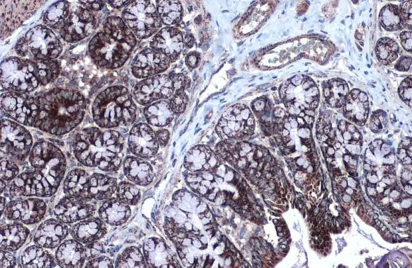 MDH2 antibody detects MDH2 protein at mitochondria by immunohistochemical analysis. Sample: Paraffin-embedded rat colon. MDH2 stained by MDH2 antibody (GTX105870) diluted at 1:500. Antigen Retrieval: Citrate buffer, pH 6.0, 15 min