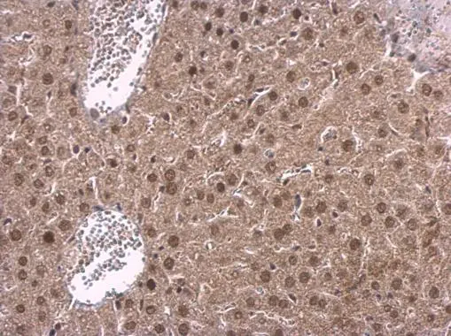 NPAS1 antibody