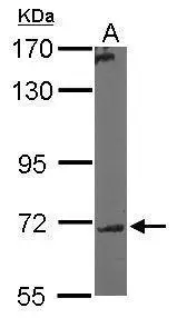 Sample (50 μg of whole cell lysate) A: Mouse brain 7.5% SDS PAGE GTX106068 diluted at 1:5000 The HRP-conjugated anti-rabbit IgG antibody (GTX213110-01) was used to detect the primary antibody.