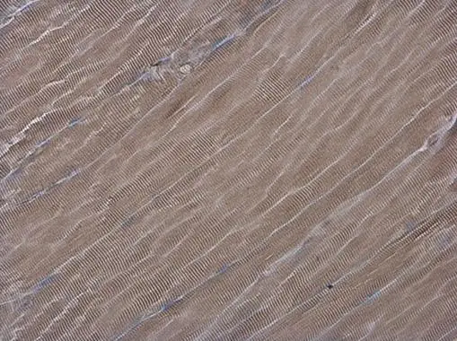 ATG4D antibody [N3C3] detects ATG4D protein at cytoplasm in rat muscle by immunohistochemical analysis. Sample: Paraffin-embedded rat muscle. ATG4D antibody [N3C3] (GTX106114) diluted at 1:500. 
 Antigen Retrieval: Citrate buffer, pH 6.0, 15 min