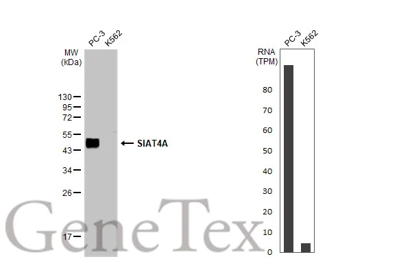 SIAT4A antibody