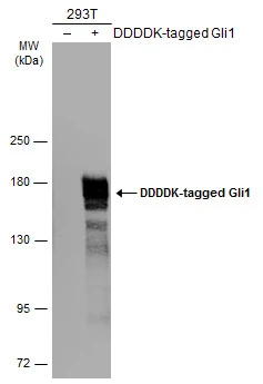 Non-transfected (–) and transfected (+) 293T whole cell extracts (30 μg) were separated by 5% SDS-PAGE, and the membrane was blotted with Gli1 antibody (GTX106207) diluted at 1:5000. The HRP-conjugated anti-rabbit IgG antibody (GTX213110-01) was used to detect the primary antibody.