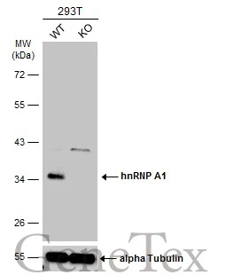 Wild-type (WT) and hnRNP A1 knockout (KO) 293T cell extracts (30 μg) were separated by 10% SDS-PAGE, and the membrane was blotted with hnRNP A1 antibody (GTX106208) diluted at 1:3000. The HRP-conjugated anti-rabbit IgG antibody (GTX213110-01) was used to detect the primary antibody.