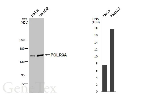 Various whole cell extracts (30 μg) were separated by 5% SDS-PAGE, and the membrane was blotted with POLR3A antibody (GTX106241) diluted at 1:1000. The HRP-conjugated anti-rabbit IgG antibody (GTX213110-01) was used to detect the primary antibody. Corresponding RNA expression data for the same cell lines are based on Human Protein Atlas program. Various whole cell extracts (30 μg) were separated by 5% SDS-PAGE, and the membrane was blotted with POLR3A antibody (GTX106241) diluted at 1:1000. The HRP-conjugated anti-rabbit IgG antibody (GTX213110-01) was used to detect the primary antibody. Corresponding RNA expression data for the same cell lines are based on Human Protein Atlas program.