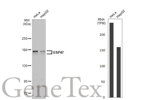 Various whole cell extracts (30 μg) were separated by 5% SDS-PAGE, and the membrane was blotted with USP47 antibody (GTX106253) diluted at 1:1000. The HRP-conjugated anti-rabbit IgG antibody (GTX213110-01) was used to detect the primary antibody. Corresponding RNA expression data for the same cell lines are based on Human Protein Atlas program.