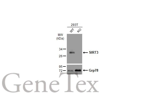 Wild-type (WT) and SIRT3 knockout (KO) 293T cell extracts (30 μg) were separated by 12% SDS-PAGE, and the membrane was blotted with SIRT3 antibody [C3], C-term (GTX106292) diluted at 1:500. The HRP-conjugated anti-rabbit IgG antibody (GTX213110-01) was used to detect the primary antibody.