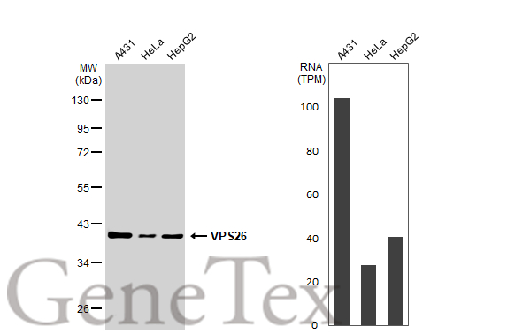 Various whole cell extracts (30 μg) were separated by 10% SDS-PAGE, and the membrane was blotted with VPS26 antibody [C2C3], C-term (GTX106297) diluted at 1:1000. The HRP-conjugated anti-rabbit IgG antibody (GTX213110-01) was used to detect the primary antibody. Corresponding RNA expression data for the same cell lines are based on Human Protein Atlas program.