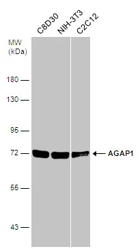 Various whole cell extracts (50 μg) were separated by 7.5% SDS-PAGE, and the membrane was blotted with AGAP1 antibody [C3], C-term (GTX106298) diluted at 1:1000.