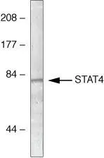 WB analysis of mouse testis homogenates using GTX10630 STAT4 antibody.