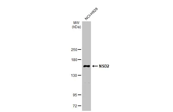 NSD2 antibody [N1], N-term