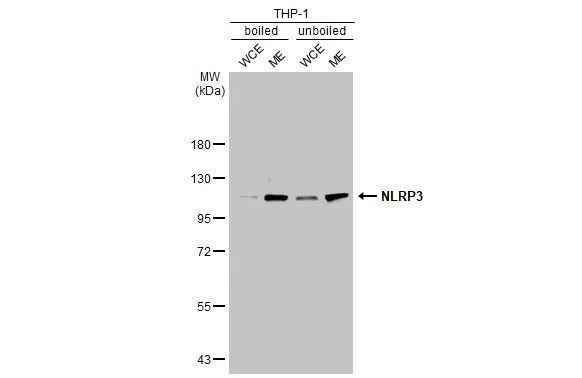 Boiled and unboiled THP-1 whole cell and membrane extracts (30 μg) were separated by 7.5% SDS-PAGE, and the membrane was blotted with NLRP3 antibody [C3], C-term (GTX106313) diluted at 1:1000. The HRP-conjugated anti-rabbit IgG antibody (GTX213110-01) was used to detect the primary antibody. (WCE: whole cell extract; ME: membrane extract)