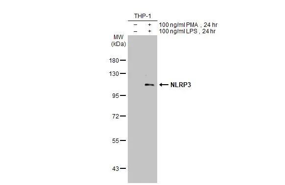 Untreated (–) and treated (+) THP-1 whole cell extracts (30 μg) were separated by 7.5% SDS-PAGE, and the membrane was blotted with NLRP3 antibody [C3], C-term (GTX106313) diluted at 1:1000. The HRP-conjugated anti-rabbit IgG antibody (GTX213110-01) was used to detect the primary antibody.