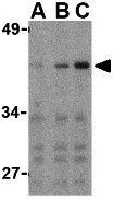 WB analysis of Ramos cell lysate using GTX10632 IRF3 antibody. Working concentration : (A) 1, (B) 2, and (C) 4 microg/ml