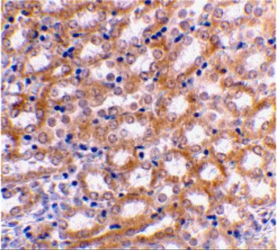 IHC-P analysis of mouse kidney tissue using GTX10632 IRF3 antibody. Working concentration : 2 microg/ml