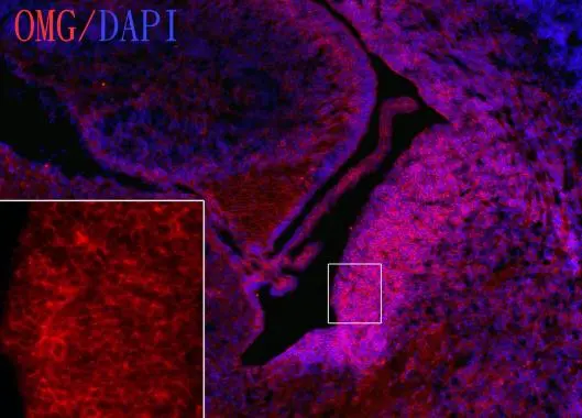 OMG antibody [C1C2] detects OMG protein on embryonic mouse brain by immunohistochemical analysis. Sample: Frozen section of embryonic mouse brain (mE18.5). Red: OMG antibody [C1C2] (GTX106329) diluted at 1:1250. Blue: DAPI