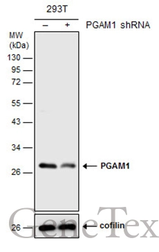 Non-transfected (�) and transfected (+) 293T whole cell extracts (30 ug) were separated by 12% SDS-PAGE,and the membrane was blotted with PGAM1 antibody [C2C3],C-term (GTX106331) diluted at 1:1000.