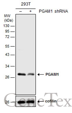Non-transfected (–) and transfected (+) 293T whole cell extracts (30 μg) were separated by 12% SDS-PAGE, and the membrane was blotted with PGAM1 antibody [C2C3], C-term (GTX106331) diluted at 1:1000.