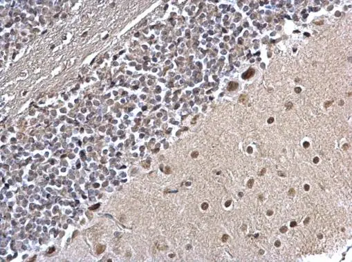 PLRG1 antibody [C3], C-term detects PLRG1 protein at nucleus on mouse hind brain by immunohistochemical analysis. Sample: Paraffin-embedded mouse hind brain. PLRG1 antibody [C3], C-term (GTX106333) dilution: 1:500. 
 Antigen Retrieval: Trilogy? (EDTA based, pH 8.0) buffer, 15min