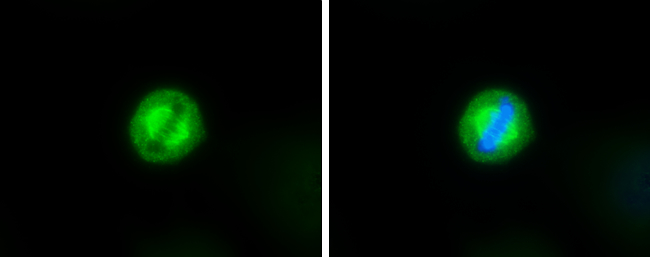TRF1 antibody [C3], C-term detects TRF1 protein at spindle by immunofluorescent analysis. Sample: HeLa cells were fixed in 4% paraformaldehyde at RT for 15 min. Green: TRF1 stained by TRF1 antibody [C3], C-term (GTX106349) diluted at 1:500. Blue: Hoechst 33342 staining.