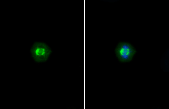 TRF1 antibody [C3], C-term detects TRF1 protein at spindle by immunofluorescent analysis. Sample: U2OS cells were fixed in 4% paraformaldehyde at RT for 15 min. Green: TRF1 stained by TRF1 antibody [C3], C-term (GTX106349) diluted at 1:500. Blue: Fluoroshield with DAPI (GTX30920).