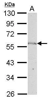 NUP50 antibody [C3], C-term detects NUP50 protein by Western blot analysis. A. 50 μg mouse testis lysate/extract 10 % SDS-PAGE NUP50 antibody [C3], C-term (GTX106428) dilution: 1:1000