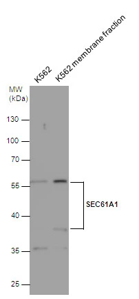 SEC61A1 antibody detects SEC61A1 protein by Western blot analysis. K562 whole cell extracts and membrane extracts (30 μg) were separated by 10% SDS-PAGE, and the membrane was blotted with SEC61A1 antibody (GTX106455) diluted at 1:1000.