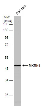 Rat tissue extract (50 μg) was separated by 10% SDS-PAGE, and the membrane was blotted with MKRN1 antibody [N2N3] (GTX106459) diluted at 1:500.