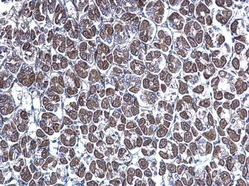 GGA3 antibody [C3], C-term detects GGA3 protein at cytoplasm on mouse stomach by immunohistochemical analysis. Sample: Paraffin-embedded mouse stomach. GGA3 antibody [C3], C-term (GTX106461) diluted at 1:500. 
 Antigen Retrieval: Trilogy? (EDTA based, pH 8.0) buffer, 15min