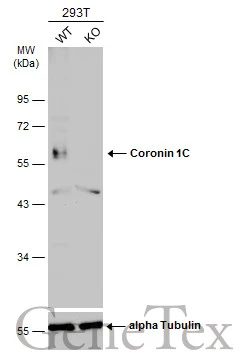 Wild-type (WT) and Coronin 1C knockout (KO) HEK293T cell extracts (30 μg) were separated by 10% SDS-PAGE, and the membrane was blotted with Coronin 1C antibody [C3], C-term (GTX106469) diluted at 1:2000. The HRP-conjugated anti-rabbit IgG antibody (GTX213110-01) was used to detect the primary antibody.