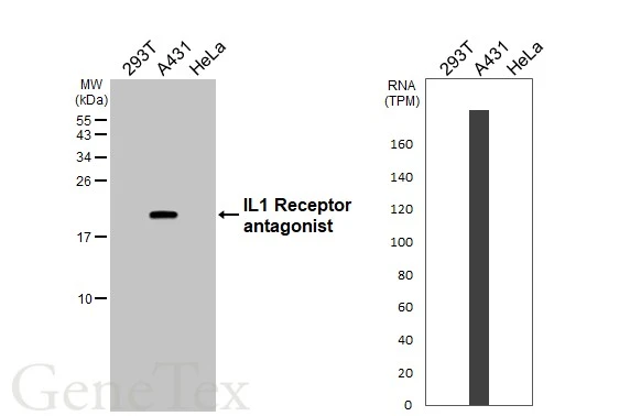 Various whole cell extracts (30 μg) were separated by 15% SDS-PAGE, and the membrane was blotted with IL1 Receptor antagonist antibody (GTX106490) diluted at 1:1000. The HRP-conjugated anti-rabbit IgG antibody (GTX213110-01) was used to detect the primary antibody. Corresponding RNA expression data for the same cell lines are based on Human Protein Atlas program.
