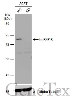 Wild-type (WT) and hnRNP R knockout (KO) 293T cell extracts (30 μg) were separated by 7.5% SDS-PAGE, and the membrane was blotted with hnRNP R antibody [N1N2], N-term (GTX106526) diluted at 1:5000. The HRP-conjugated anti-rabbit IgG antibody (GTX213110-01) was used to detect the primary antibody.