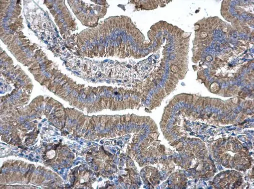 EEF1B2 antibody [N1C3] detects EEF1B2 protein at cytoplasm on mouse duodenum by immunohistochemical analysis. Sample: Paraffin-embedded mouse duodenum. EEF1B2 antibody [N1C3] (GTX106535) diluted at 1:500. 
 Antigen Retrieval: Trilogy? (EDTA based, pH 8.0) buffer, 15min