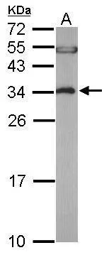 Sample (50 ug of whole cell lysate) A: mouse brain 12% SDS PAGE GTX106535 diluted at 1:5000